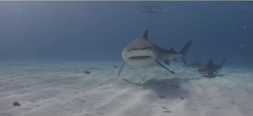 Megalodon: «Φως» στα αίτια της εξαφάνισης του μεγαλύτερου θηρευτή της ιστορίας (βίντεο)